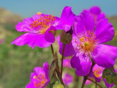 DESCUBRIENDO LAS ESPECIES NATURALES DE REÑACA