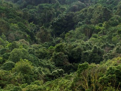 Revive conferencia “bosque nativo y cómo este impacta a nuestro entorno”