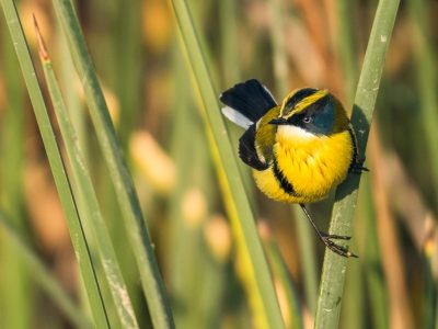 22 de octubre, Conversatorio festival de las aves