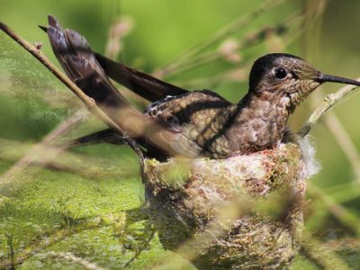Jueves 12 de Noviembre Conferencia “Las aves del humedal de Reñaca”