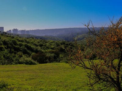 Comité Ambiental de CODAR pone a disposición de la comunidad documento con recopilación bibliográfica del estero de Reñaca