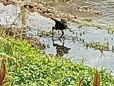 Avistan tres ejemplares del cuervo del pantano en el humedal costero Estero de Reñaca