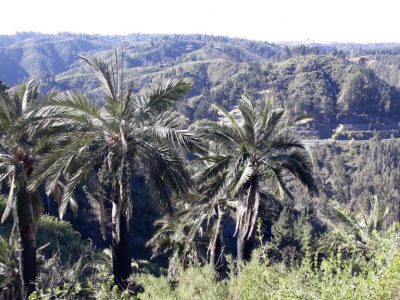 28 de Julio. Conferencia Guardianes de la Palma