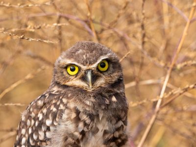 Revisa la conferencia que realizó Benjamín Ben Azul