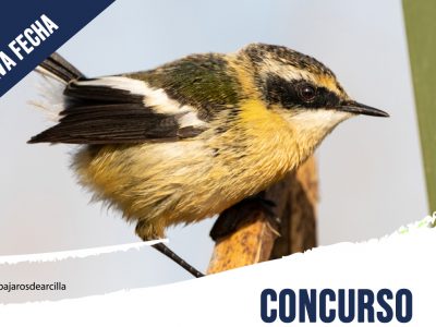 Bases concurso de dibujo “Humedal de Reñaca en colores”