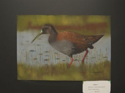 Exposición “Humedal de Reñaca en Colores” en Sala Codar