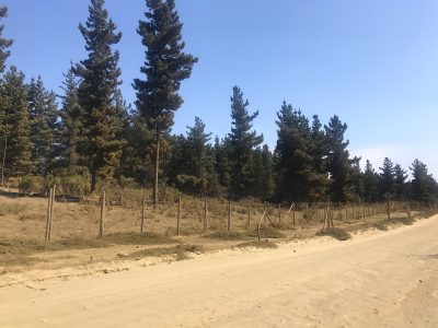 PAVIMENTACIÓN DE CALLE RIÑIHUE SERÁ UNA SOLUCIÓN VIAL PARA MILES DE FAMILIAS DE REÑACA Y ALREDEDORES