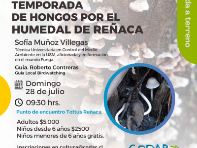 Temporada de Hongos por el Humedal de Reñaca